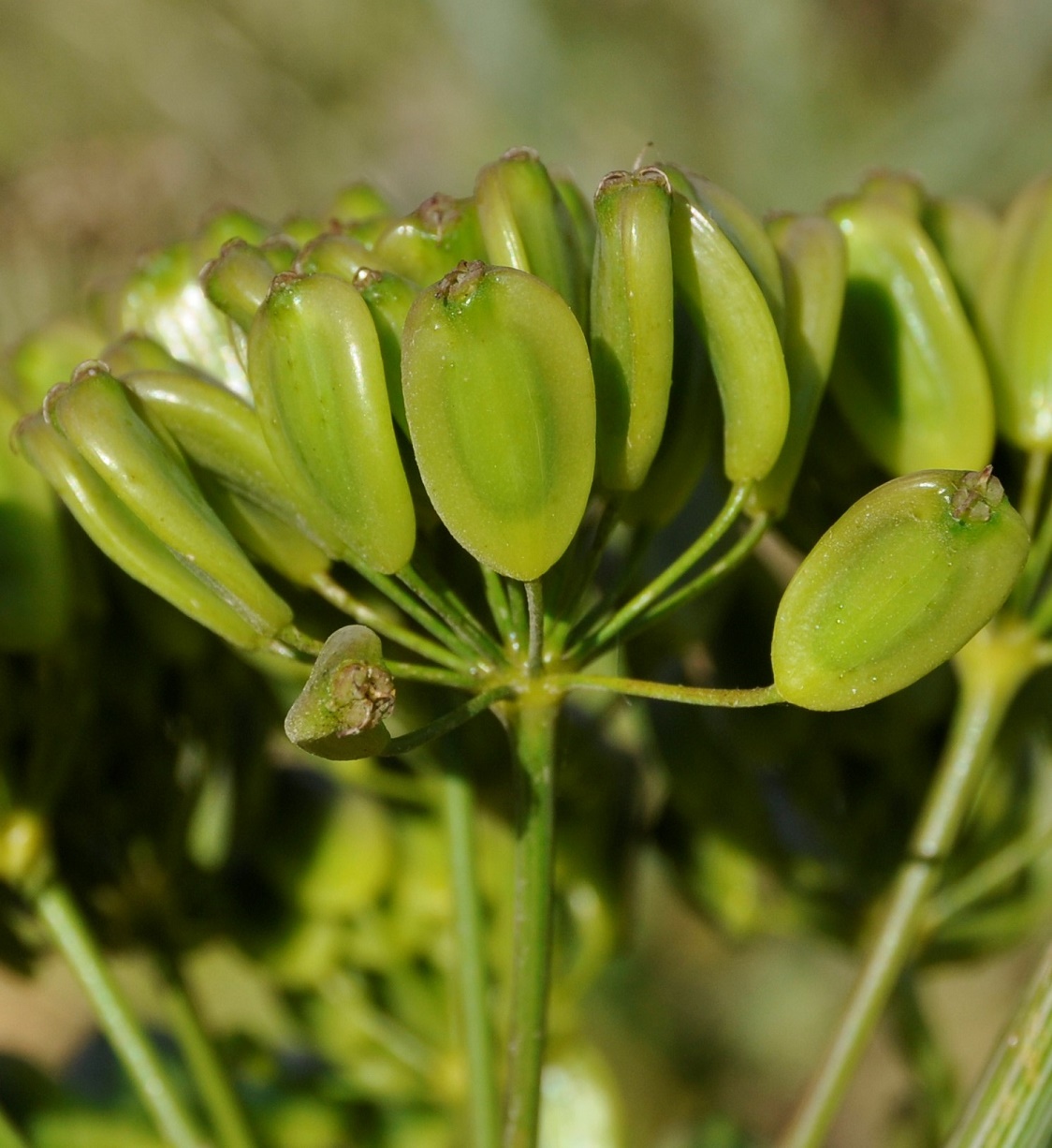 Image of Ferula communis specimen.