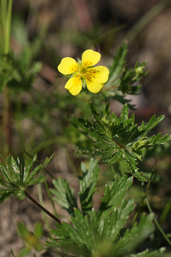 Изображение особи Potentilla erecta.