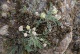 Astragalus lupulinus