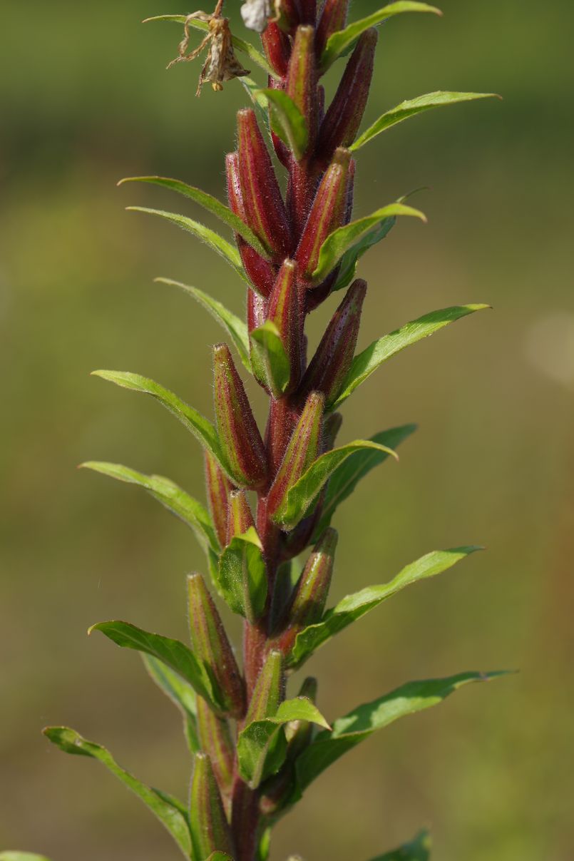 Image of Oenothera rubricaulis specimen.