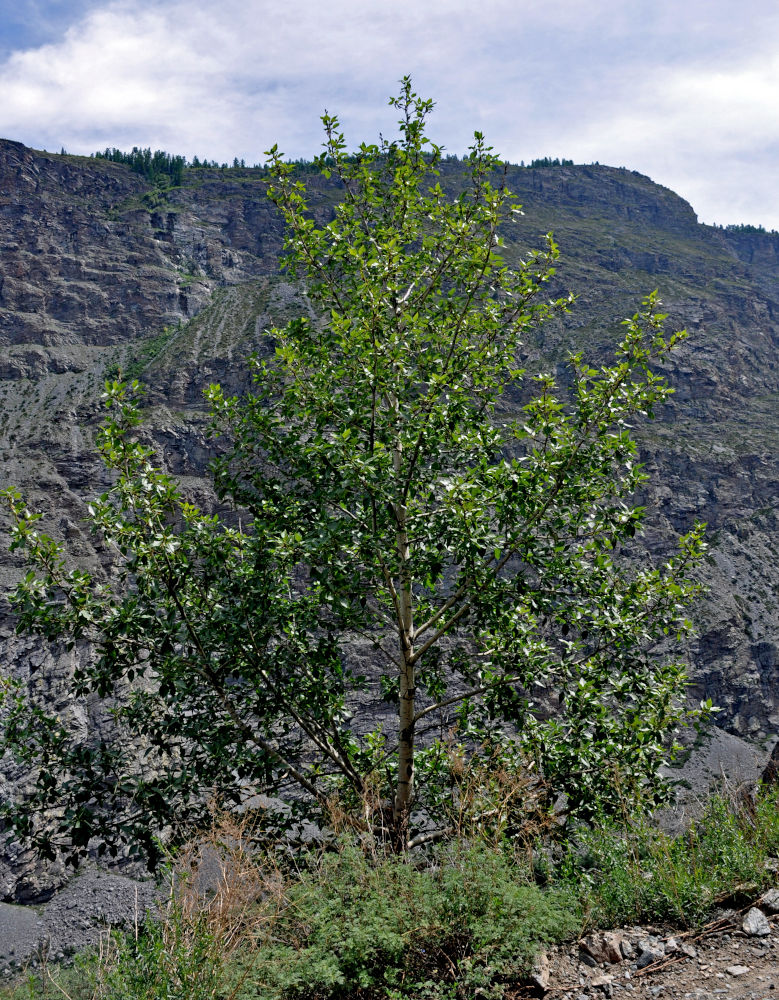 Изображение особи Populus laurifolia.