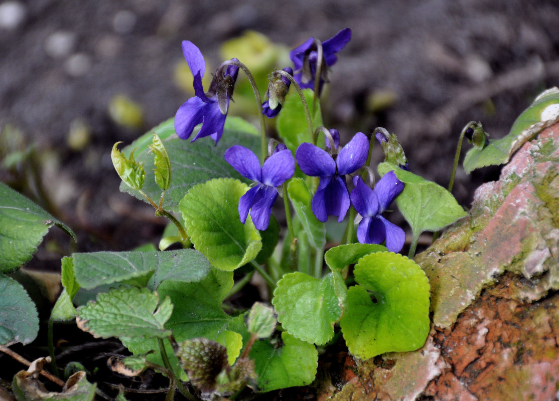 Image of Viola odorata specimen.