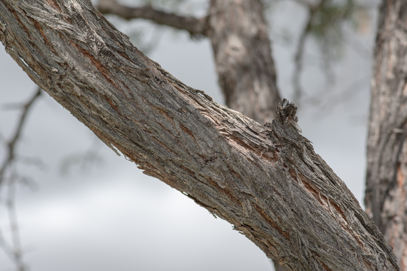 Изображение особи Vachellia erioloba.