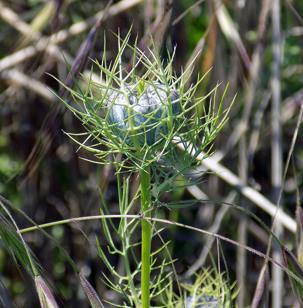 Image of Nigella damascena specimen.