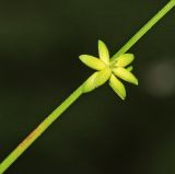 Carex loliacea