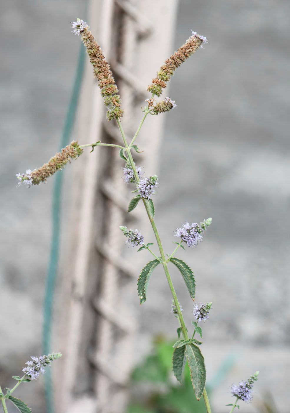 Image of Mentha asiatica specimen.