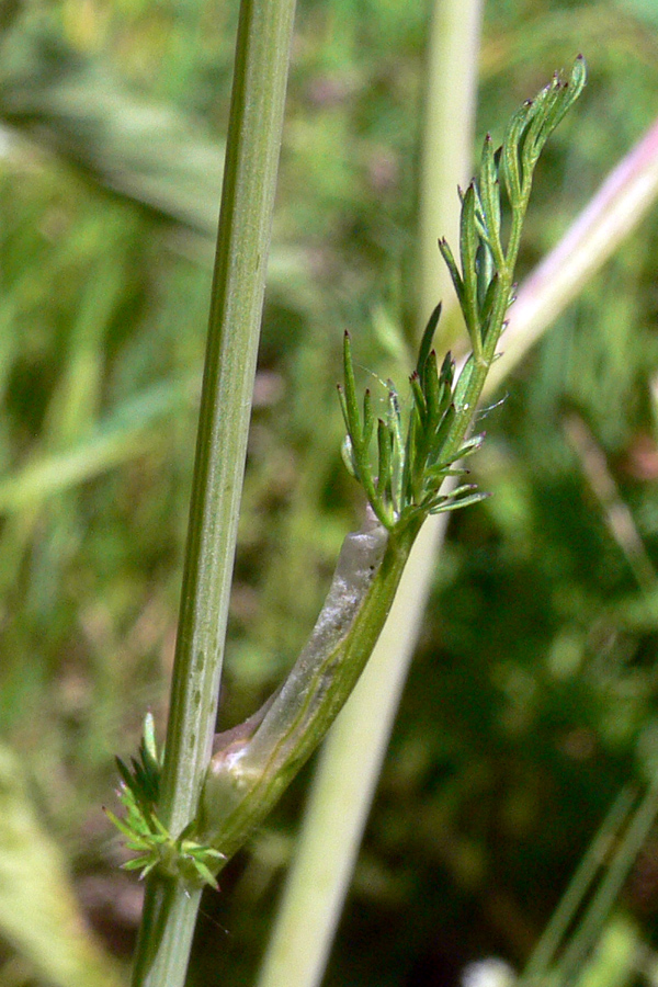 Image of Carum carvi specimen.