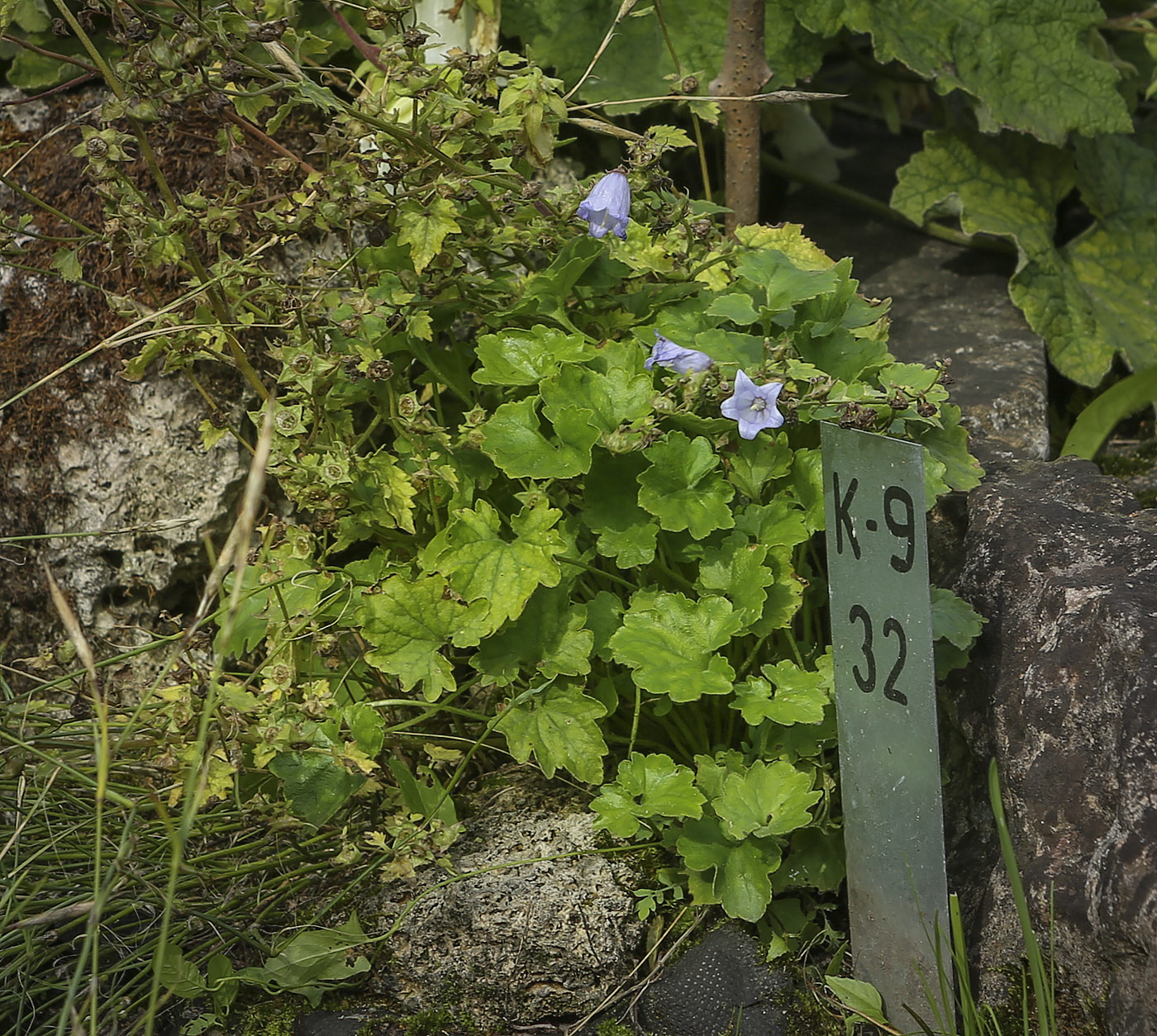 Image of genus Campanula specimen.