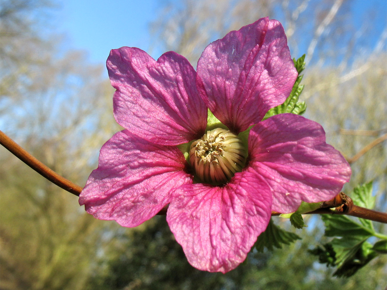 Изображение особи Rubus spectabilis.