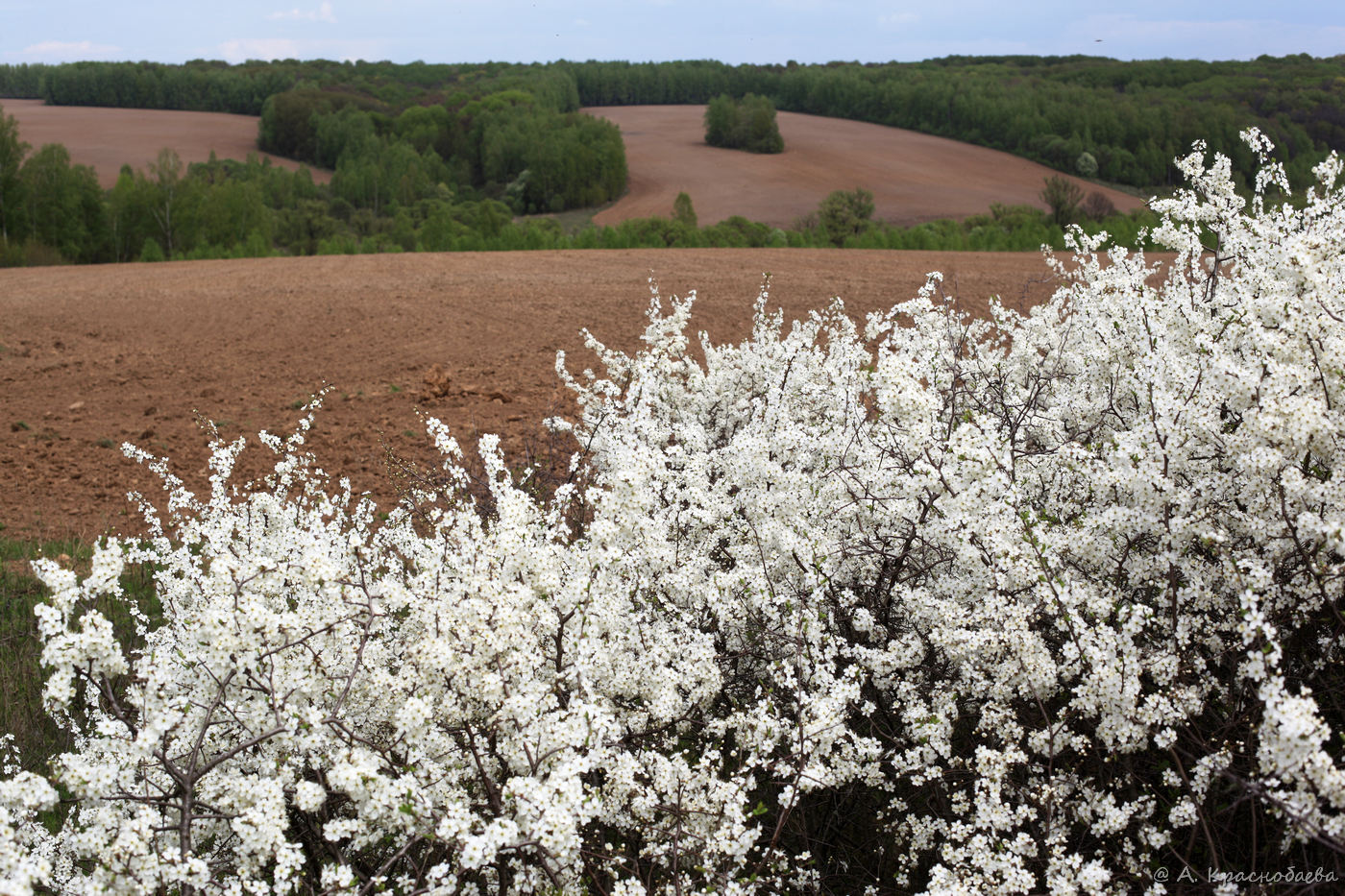 Image of Prunus spinosa specimen.