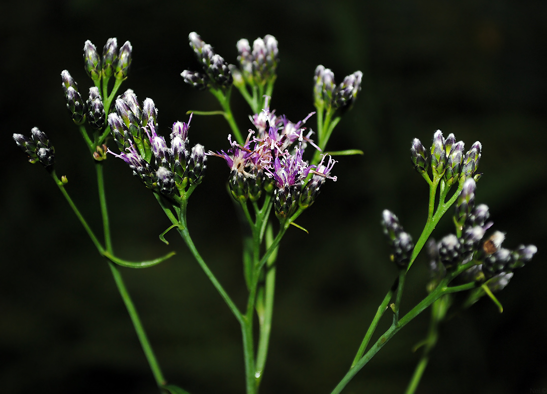 Изображение особи Saussurea parviflora.