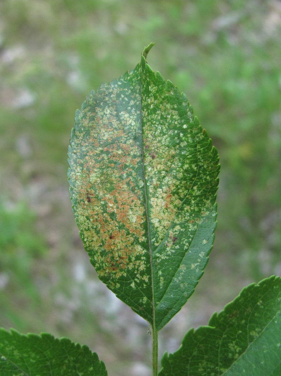 Image of Malus orientalis specimen.