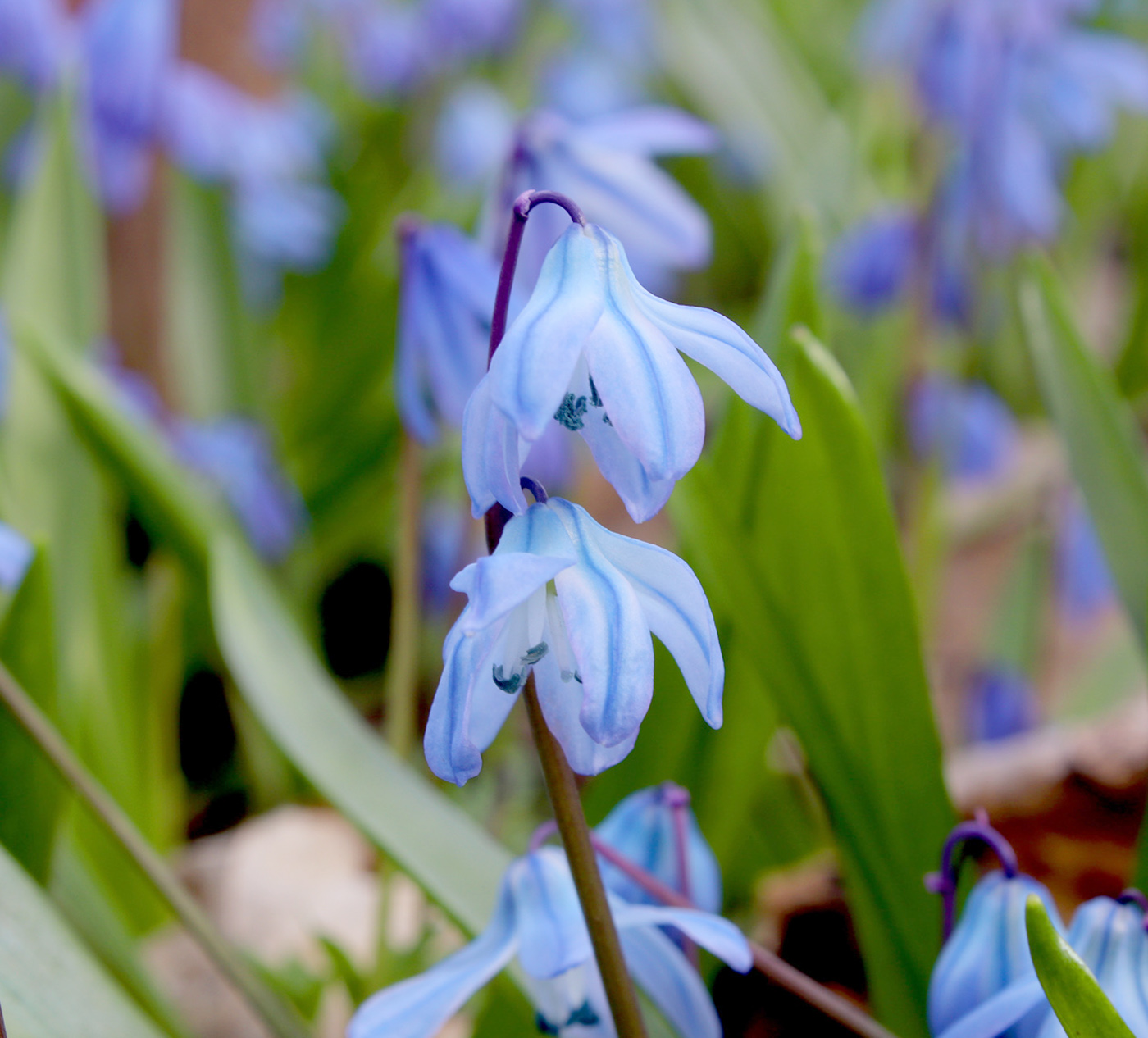 Изображение особи Scilla siberica.