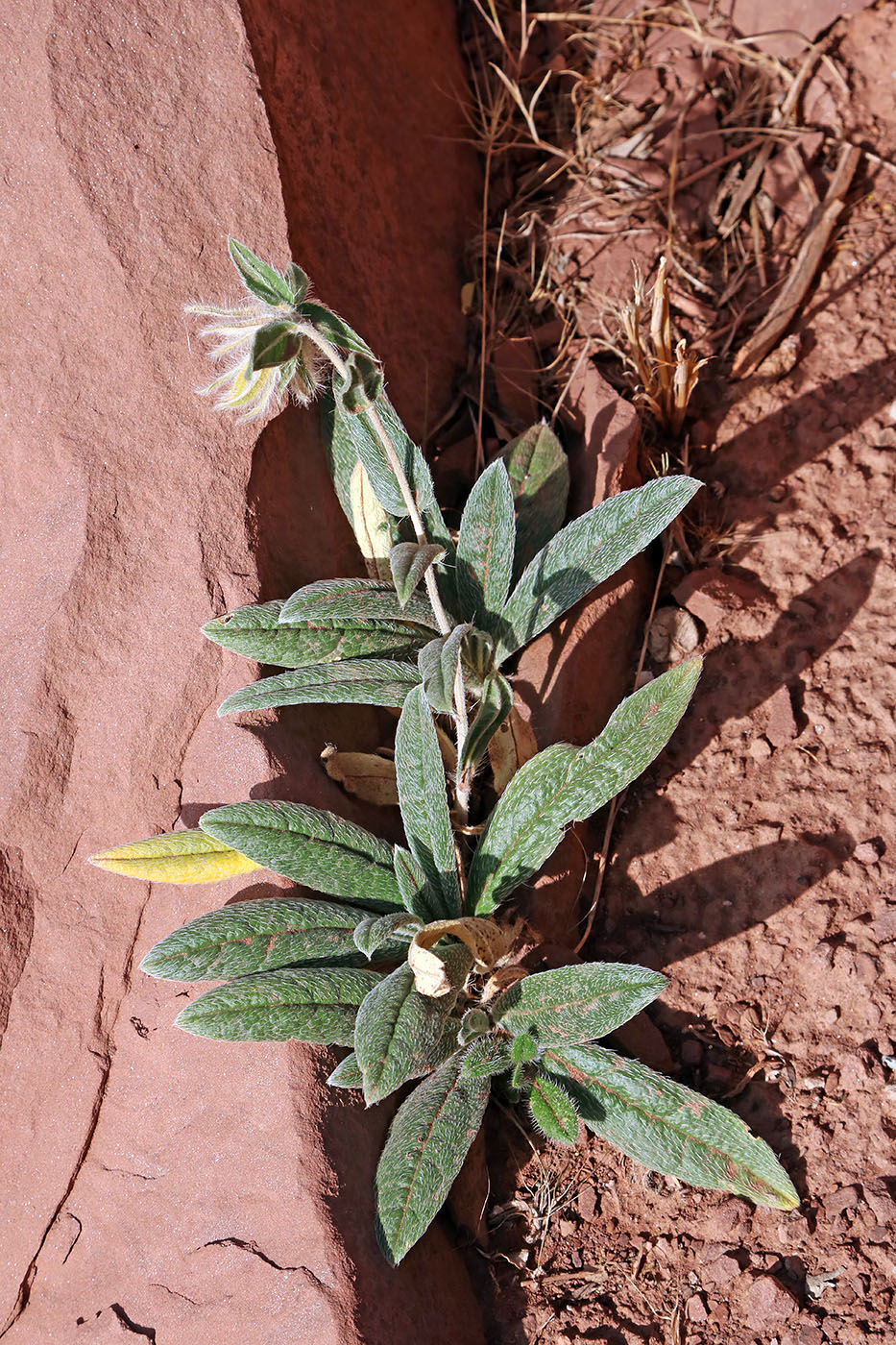 Изображение особи Onosma albicaulis.