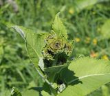 Inula helenium. Верхушка побега с развивающимися соцветиями. Ульяновская обл., Мелекесский р-н, окр. с. Сабакаево, местами поросший ивняком сыроватый луг. 19.06.2021.