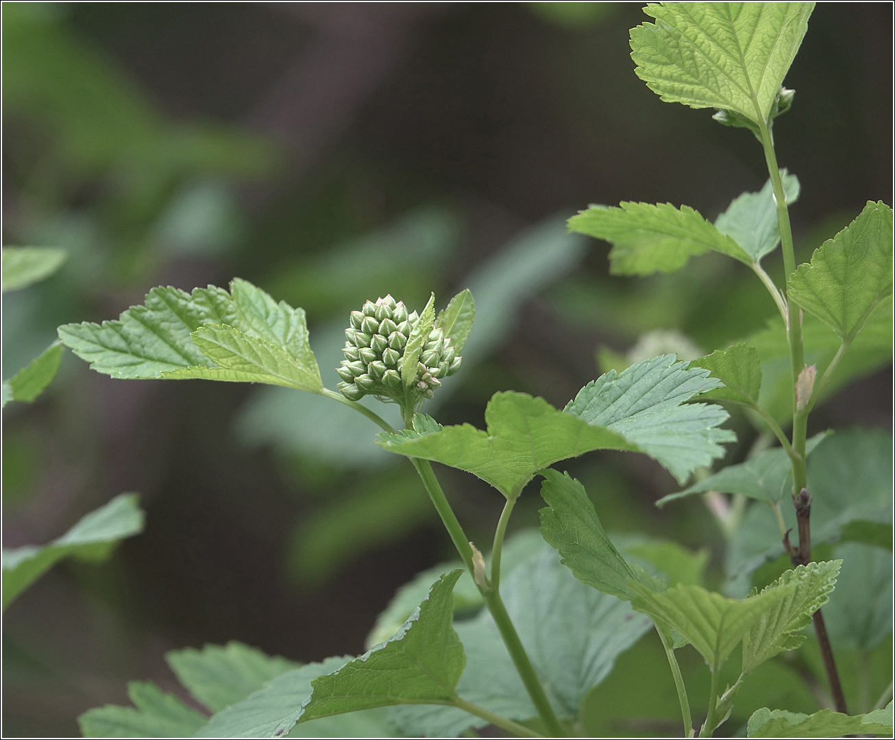 Изображение особи Physocarpus opulifolius.