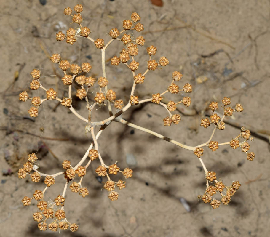 Image of genus Haplophyllum specimen.