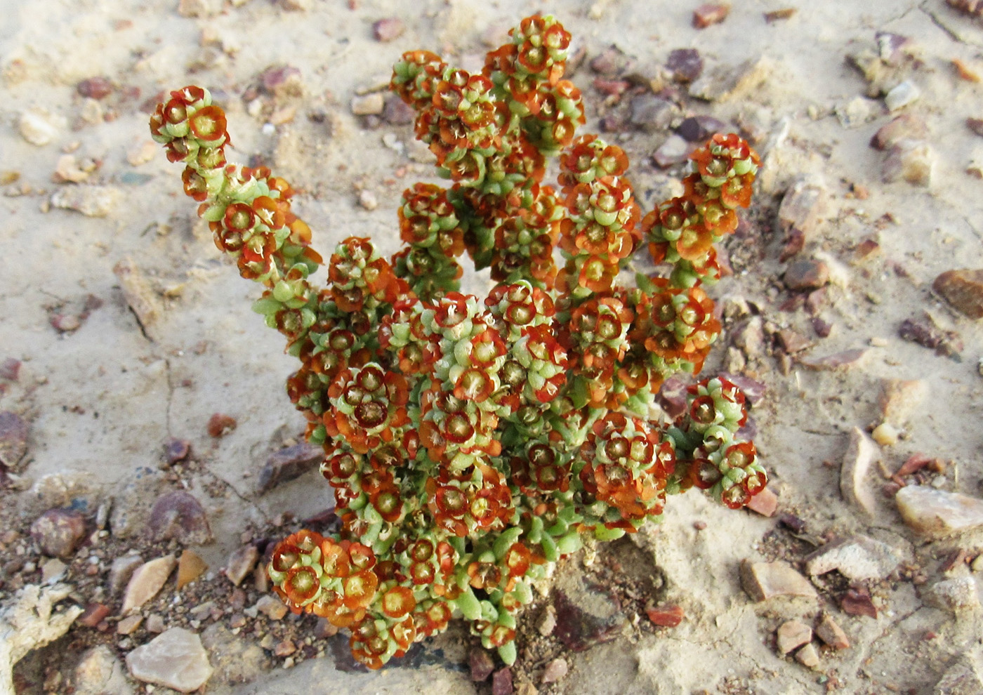 Image of Halogeton glomeratus specimen.