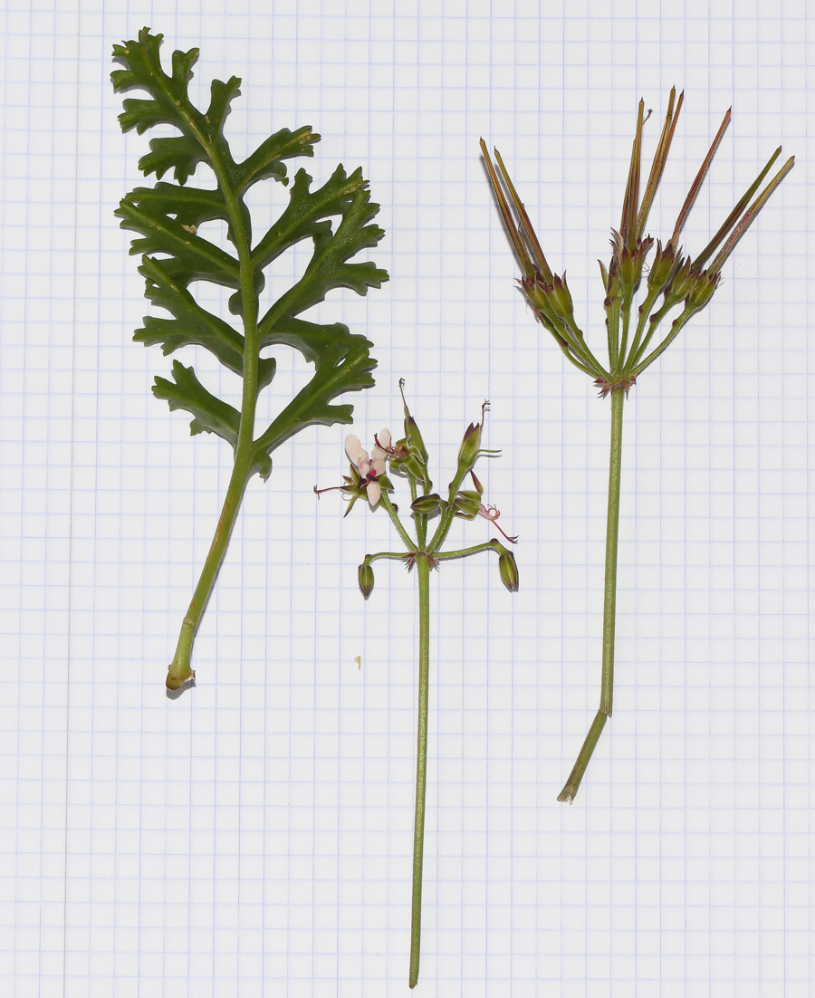 Image of Pelargonium laxum specimen.