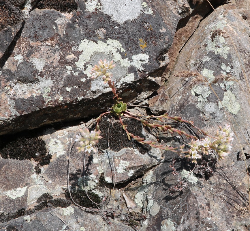 Image of Rosularia sempervivum specimen.