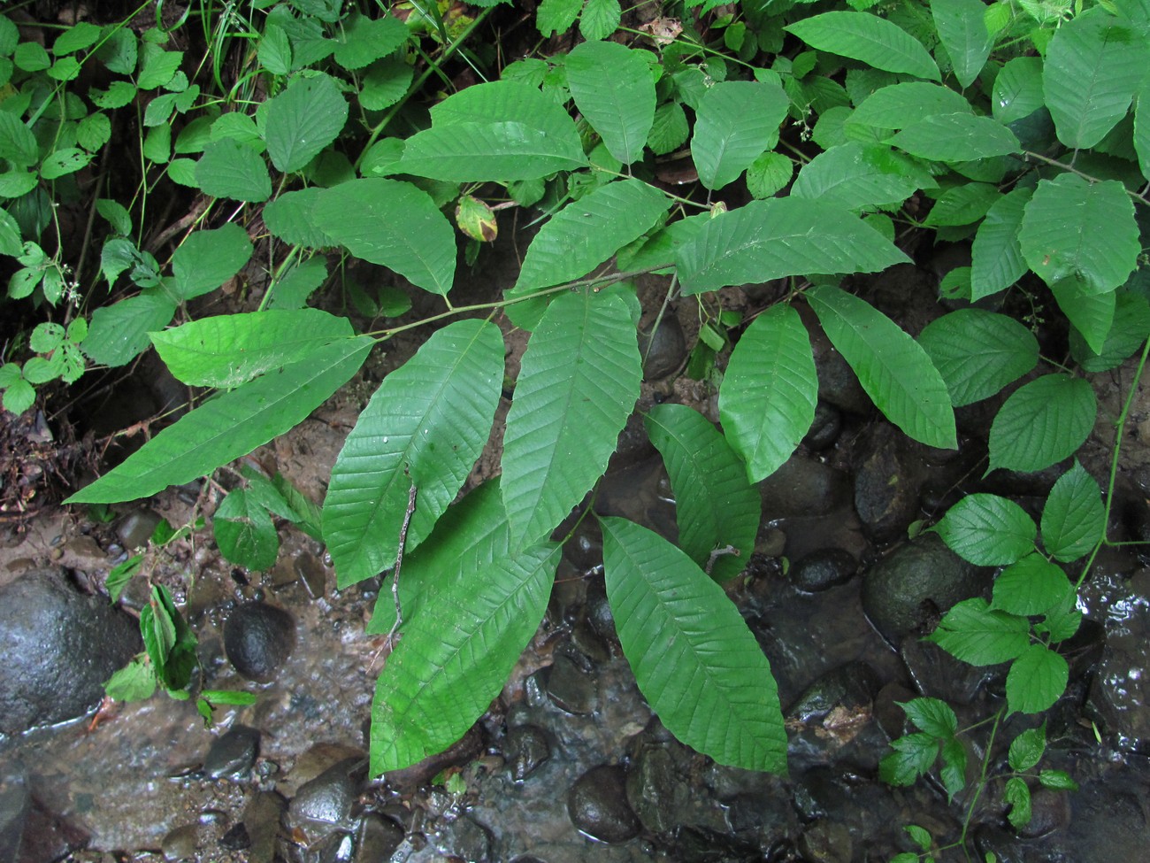 Изображение особи Castanea sativa.