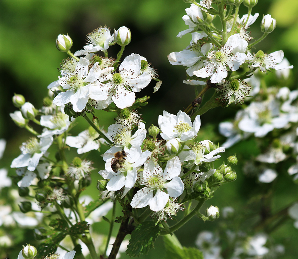 Изображение особи Rubus allegheniensis.