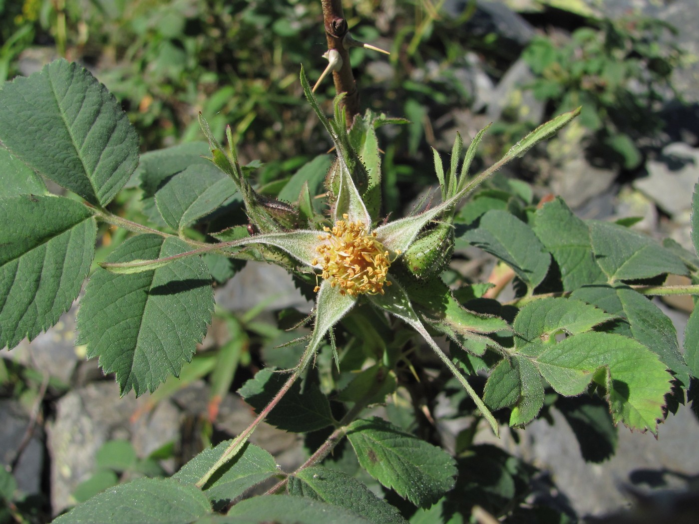 Image of Rosa pubicaulis specimen.