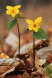 Viola orientalis. Цветущие растения. Приморский край, окр. г. Находка, в дубовом лесу. 03.05.2022.
