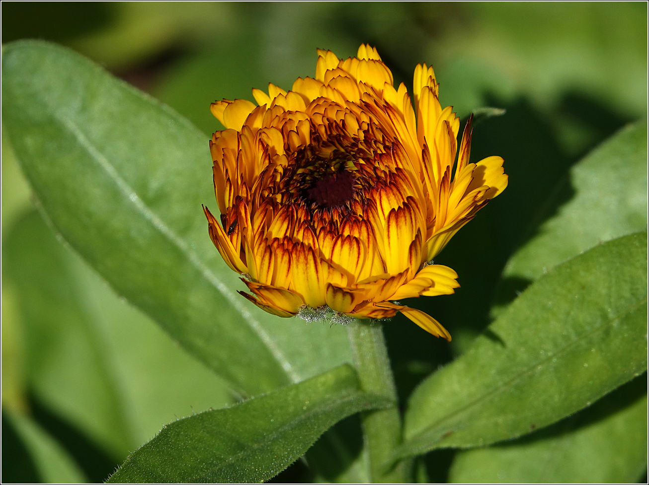 Image of Calendula officinalis specimen.