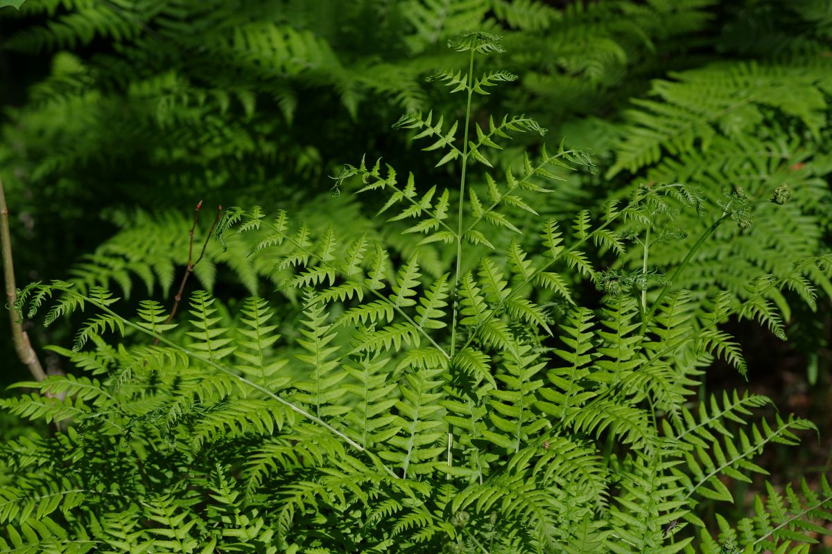 Image of Pteridium pinetorum specimen.