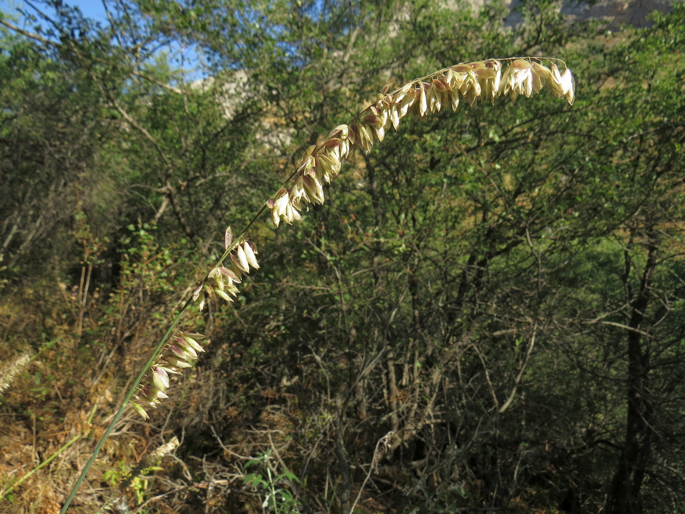 Image of Melica altissima specimen.