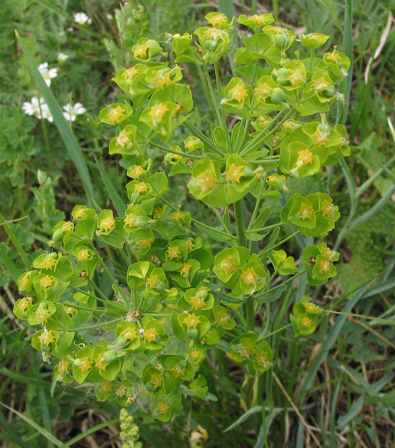 Изображение особи Euphorbia leoncroizatii.