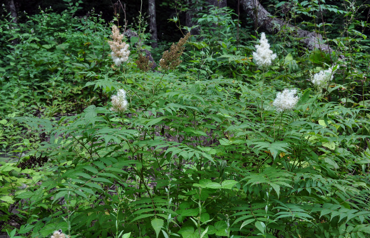 Изображение особи Sorbaria sorbifolia.