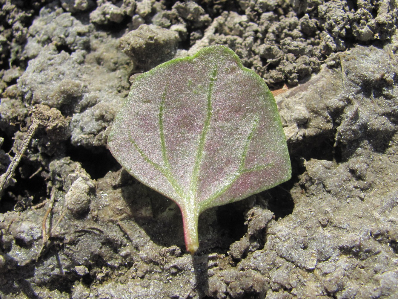 Image of genus Oxybasis specimen.