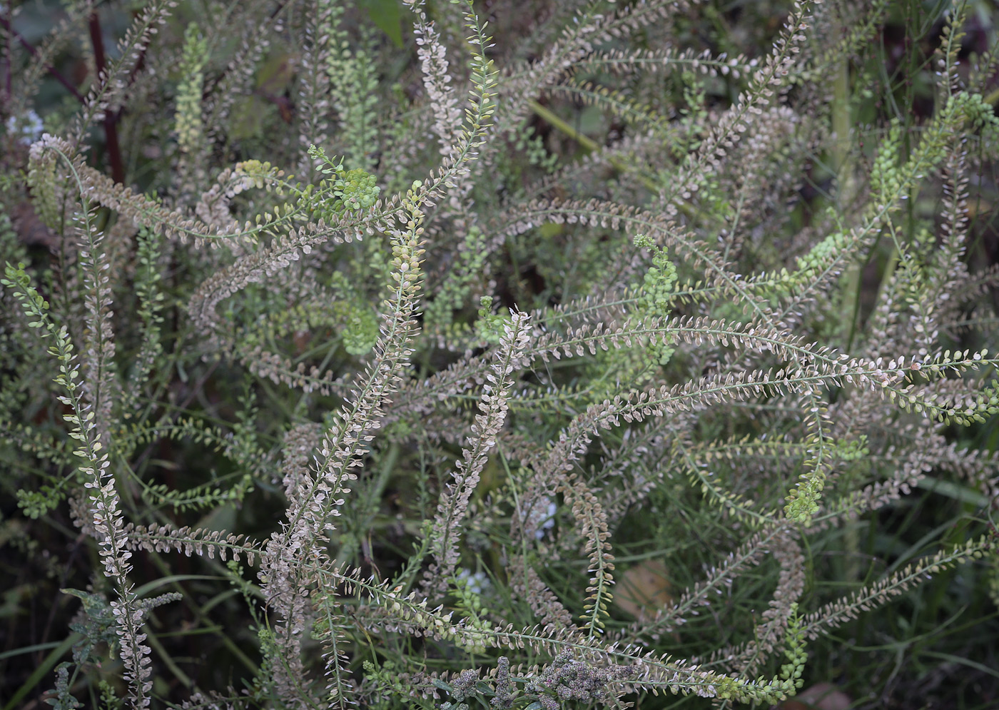 Image of Lepidium densiflorum specimen.