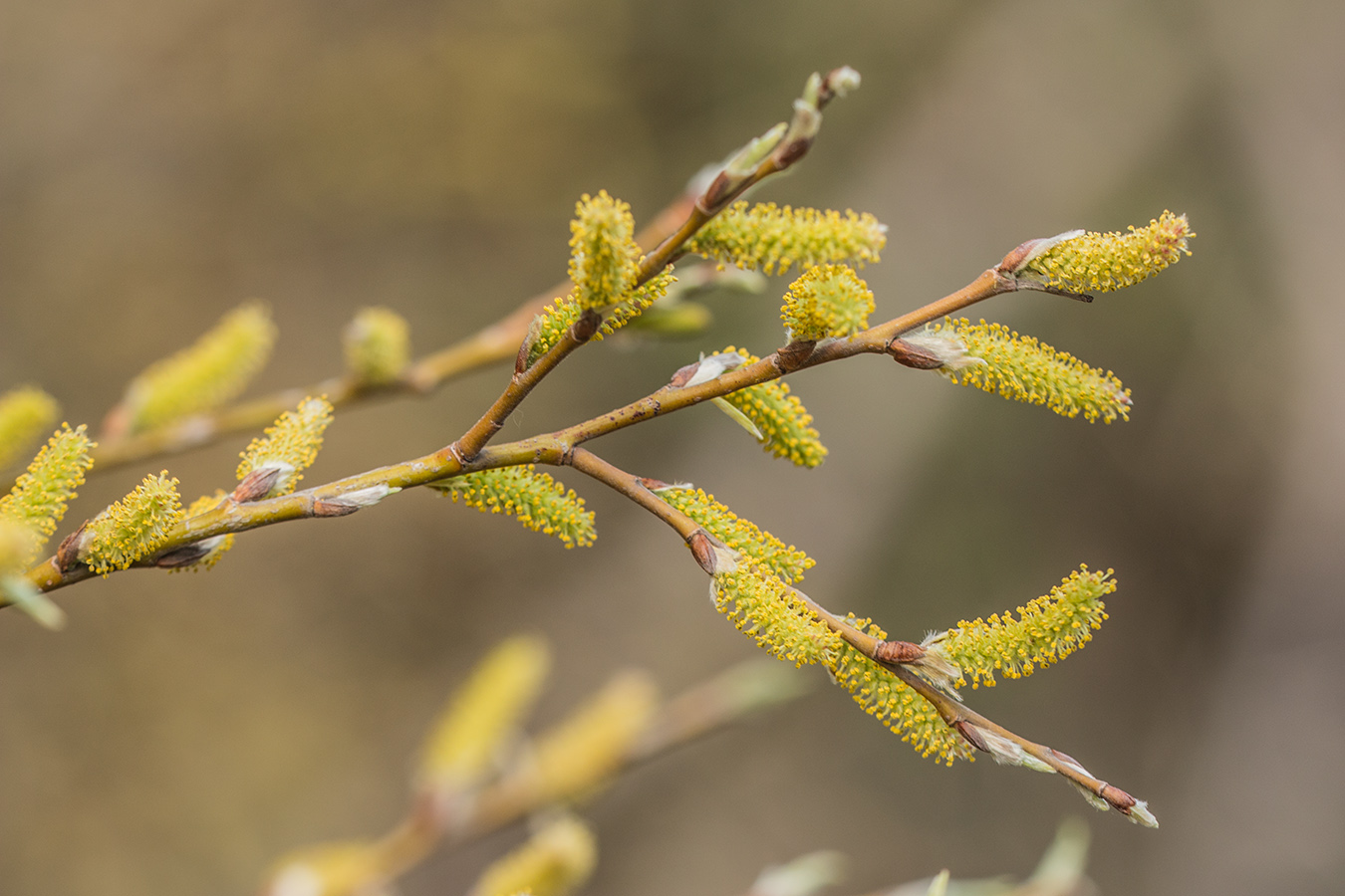 Image of genus Salix specimen.