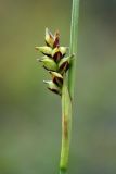 Carex vaginata. Соплодие. Мурманск, сопка Горелая, тундра. 08.08.2010.