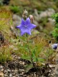 Platycodon grandiflorus