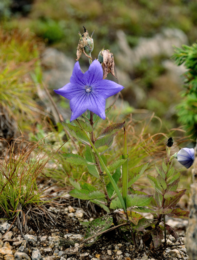 Image of Platycodon grandiflorus specimen.