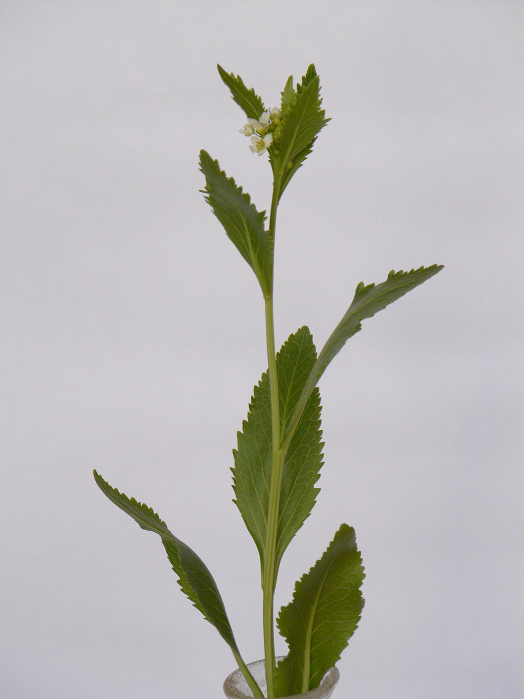 Image of Armoracia rusticana specimen.