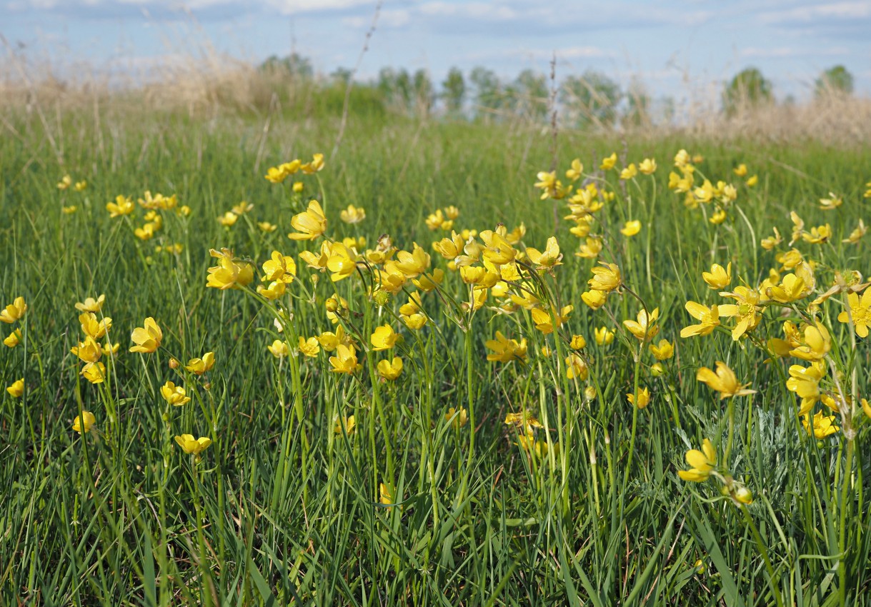 Изображение особи Ranunculus pedatus.