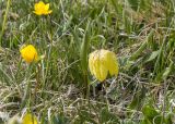 Fritillaria ophioglossifolia