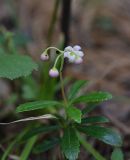 Chimaphila umbellata. Верхушка цветущего растения. Челябинская обл., Кыштымский городской округ, окр. руин Динамитного завода, сосново-берёзовый лес. 3 июля 2023 г.