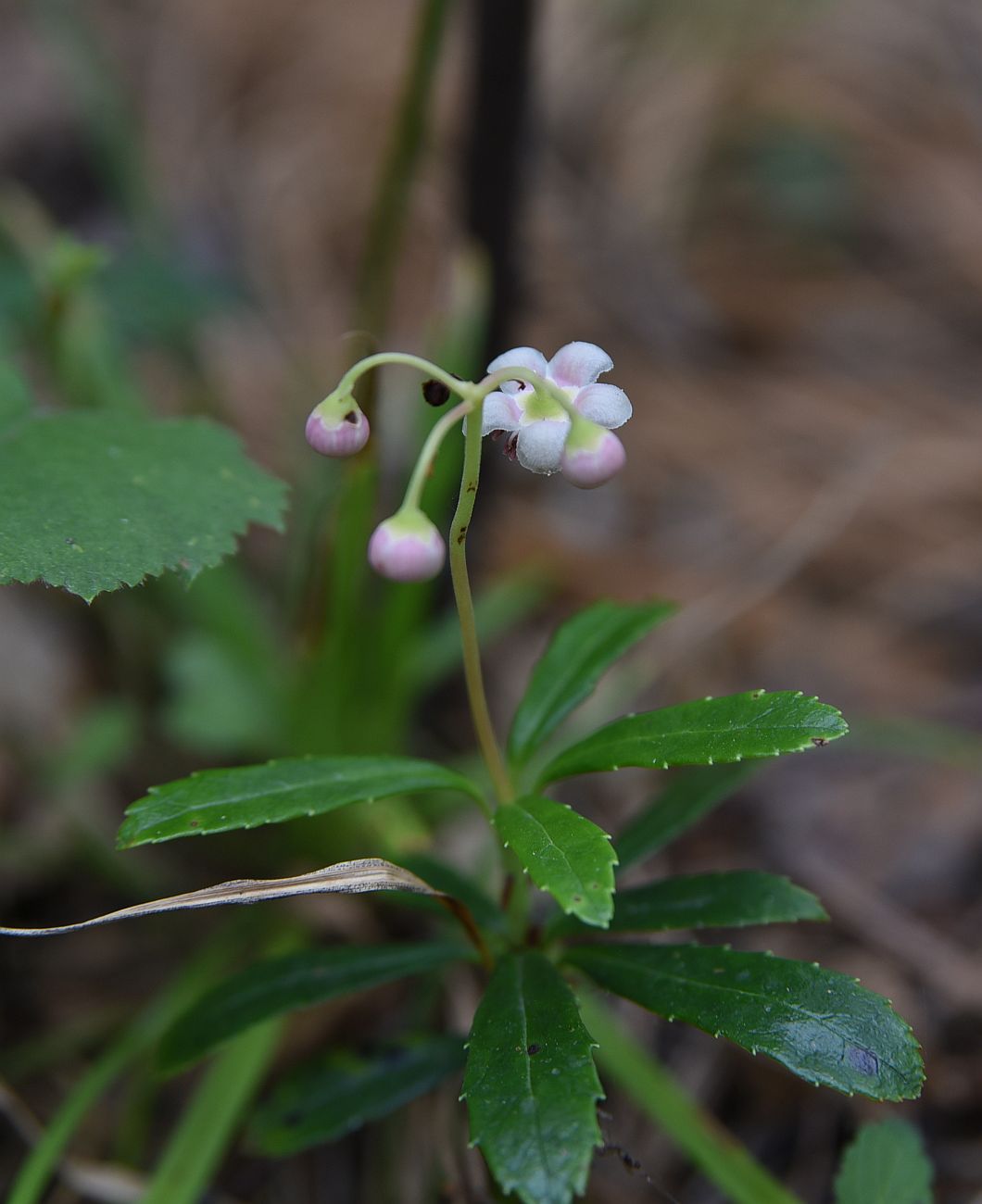 Image of Chimaphila umbellata specimen.