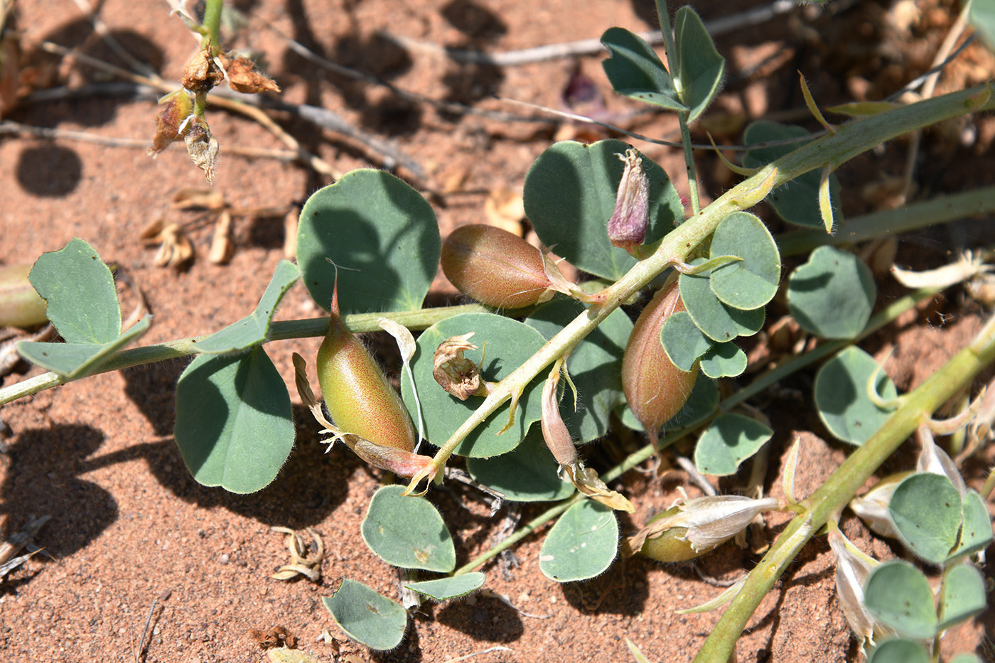 Изображение особи Astragalus flexus.