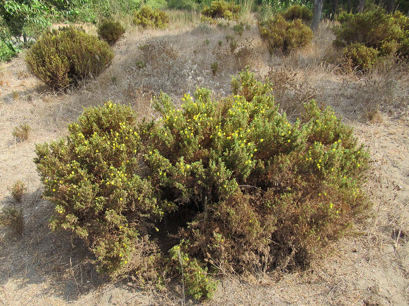 Image of Ononis natrix ssp. hispanica specimen.