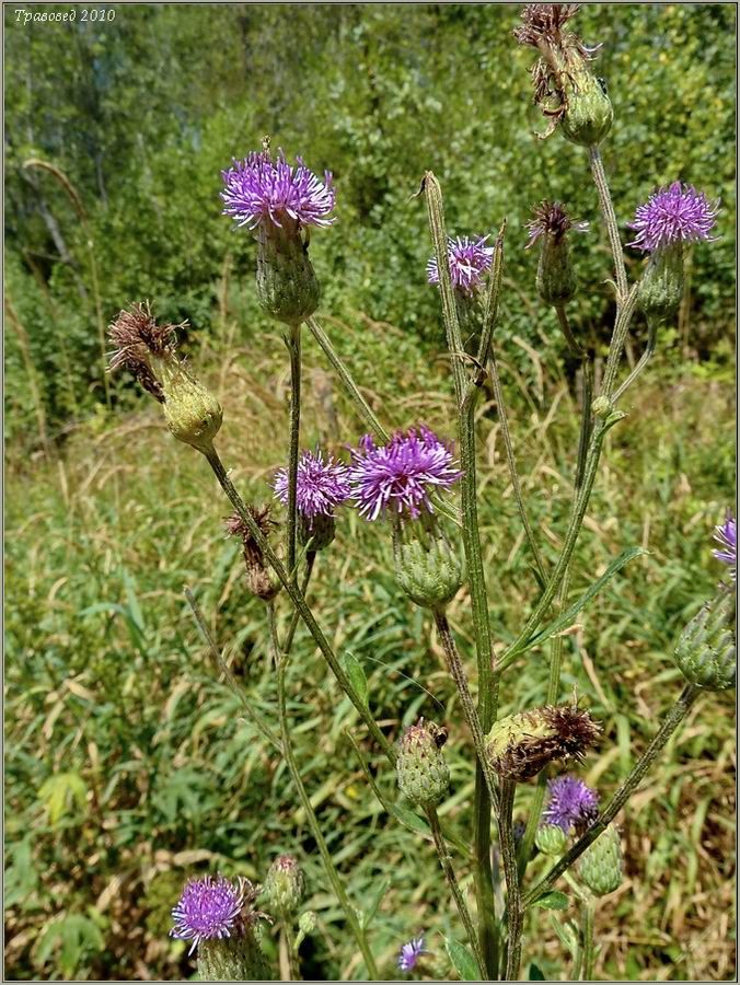 Изображение особи Cirsium setosum.