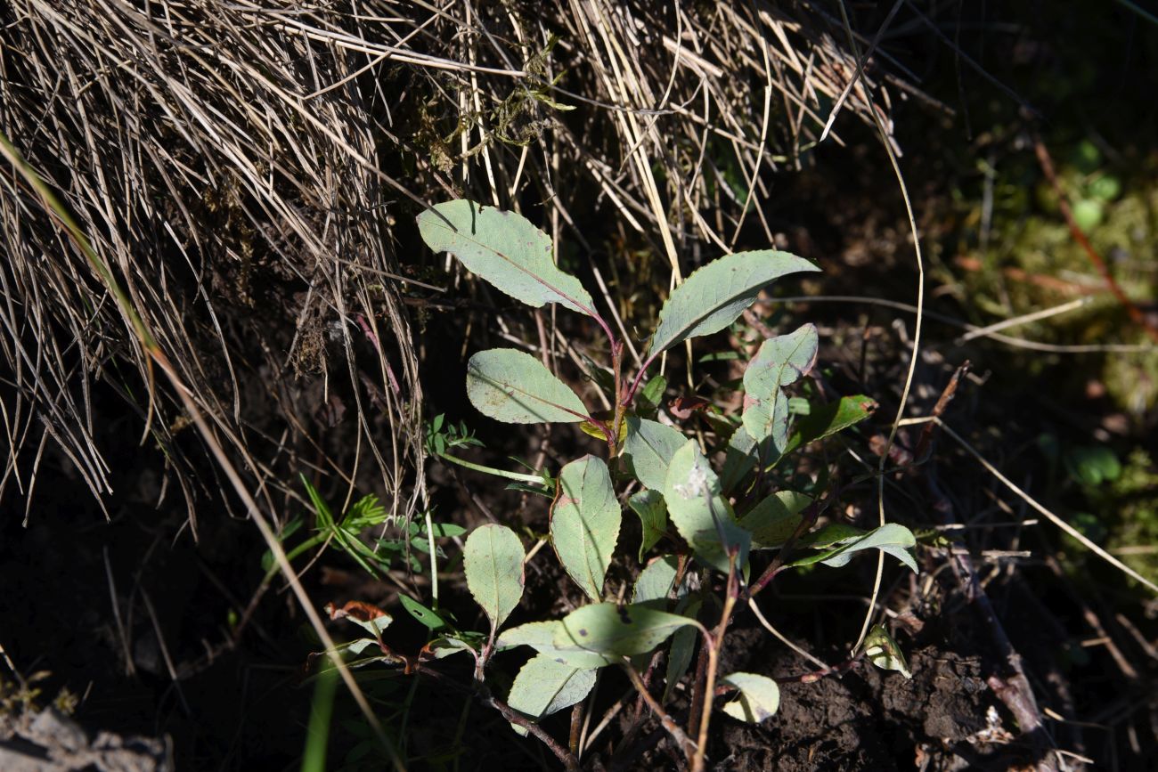 Image of genus Salix specimen.