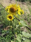 Helianthus annuus