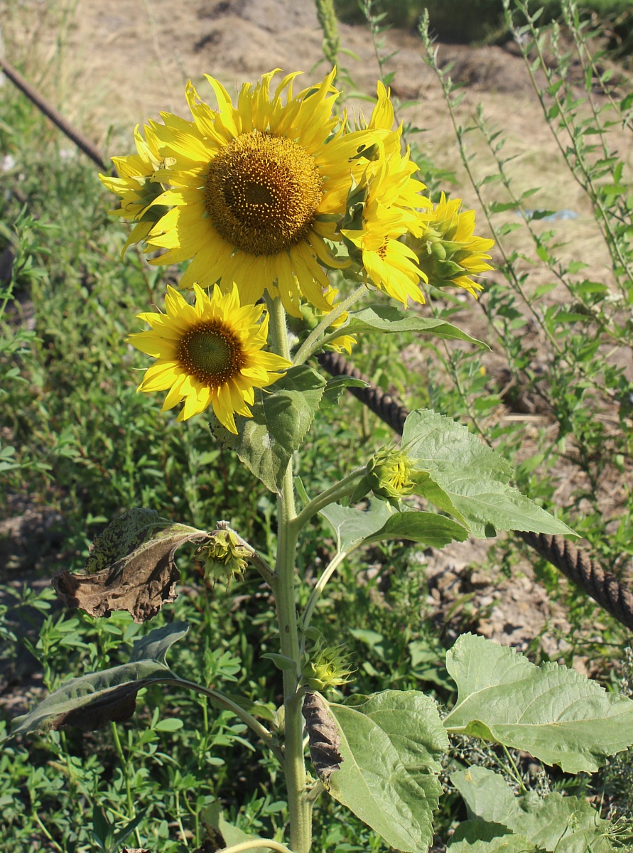 Изображение особи Helianthus annuus.